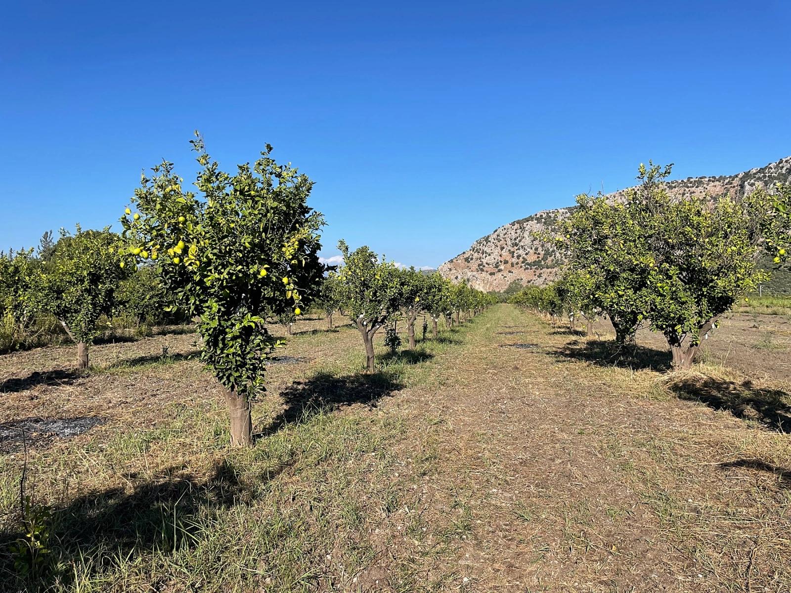 6600 M² Großes Grundstück In Der Nähe Des Zentrums Von Dalyan Zu Verkaufen.