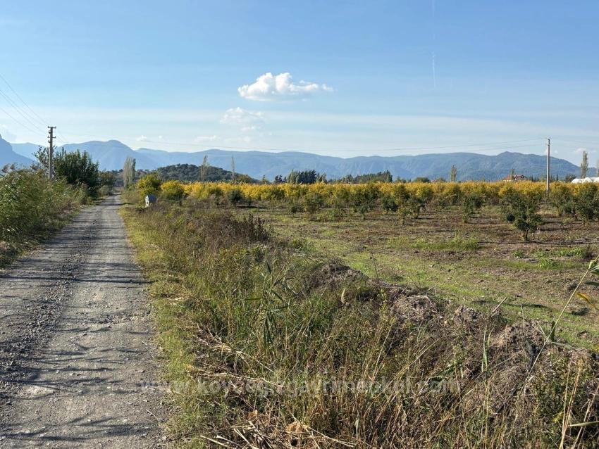 21500 M² Großer Granatapfelgarten In Eskiköy Zu Verkaufen