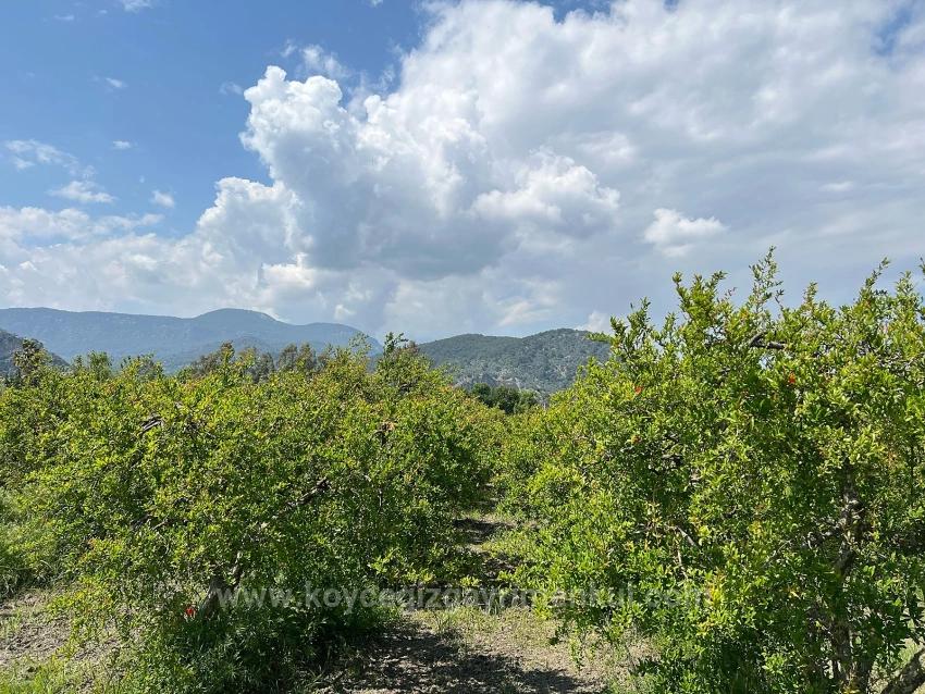 5.100 M² Großes Grundstück In Dalyan, Gebiet Maraş, Zu Verkaufen, Ausgewiesen Für 5% Wohnnutzung.