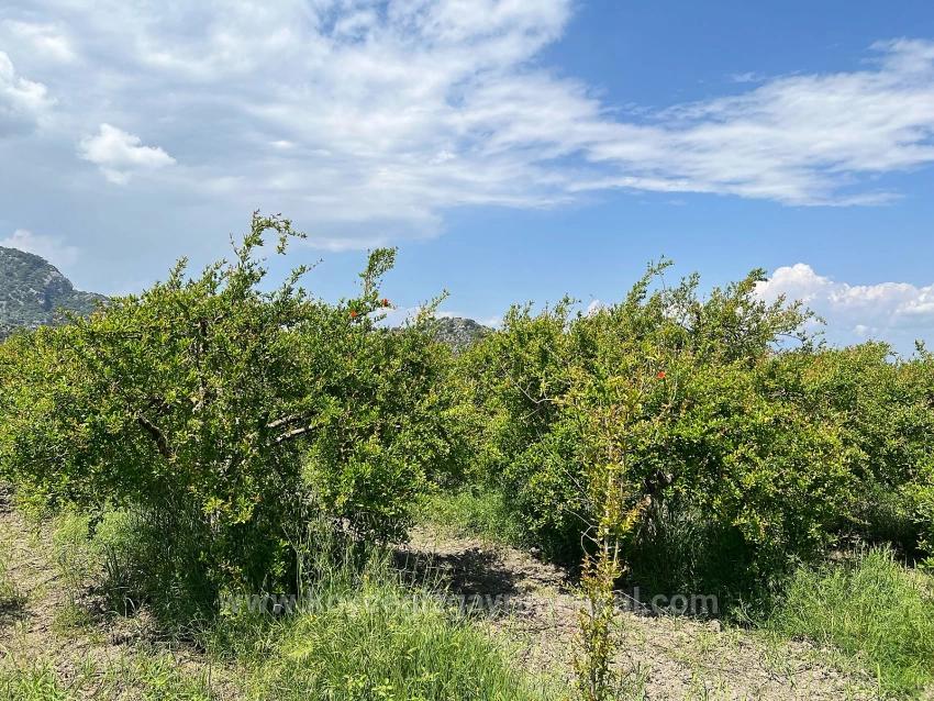 5.100 M² Großes Grundstück In Dalyan, Gebiet Maraş, Zu Verkaufen, Ausgewiesen Für 5% Wohnnutzung.