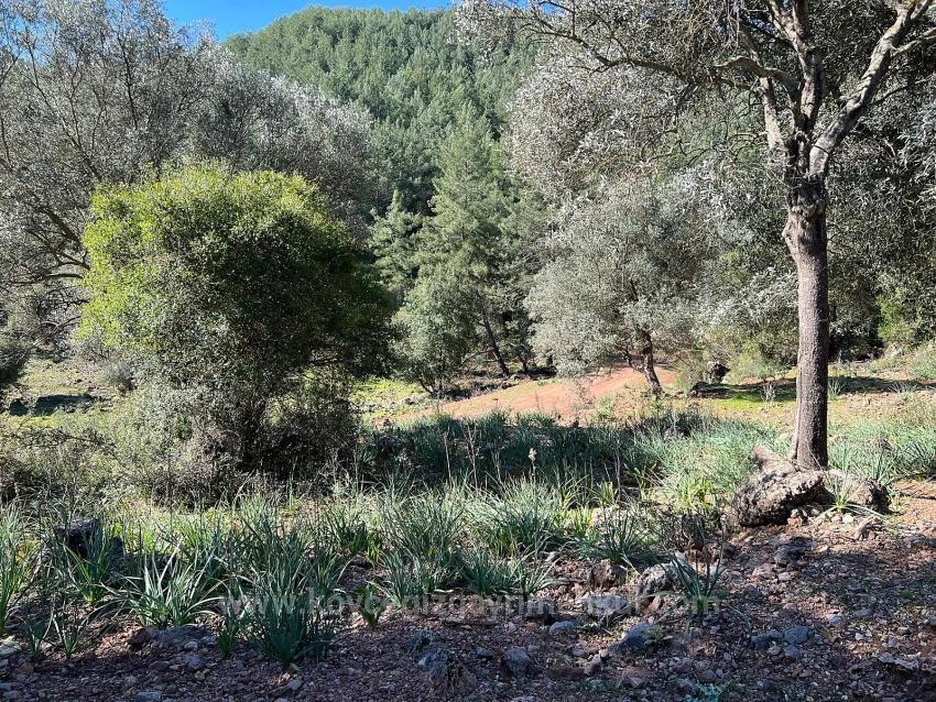Grundstück Zum Verkauf In Gökbel, Umgeben Von Natur Und Wald.