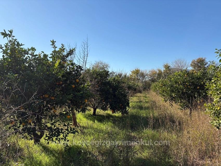 4.541 M² Großer Garten Zum Verkauf In Dalyan.