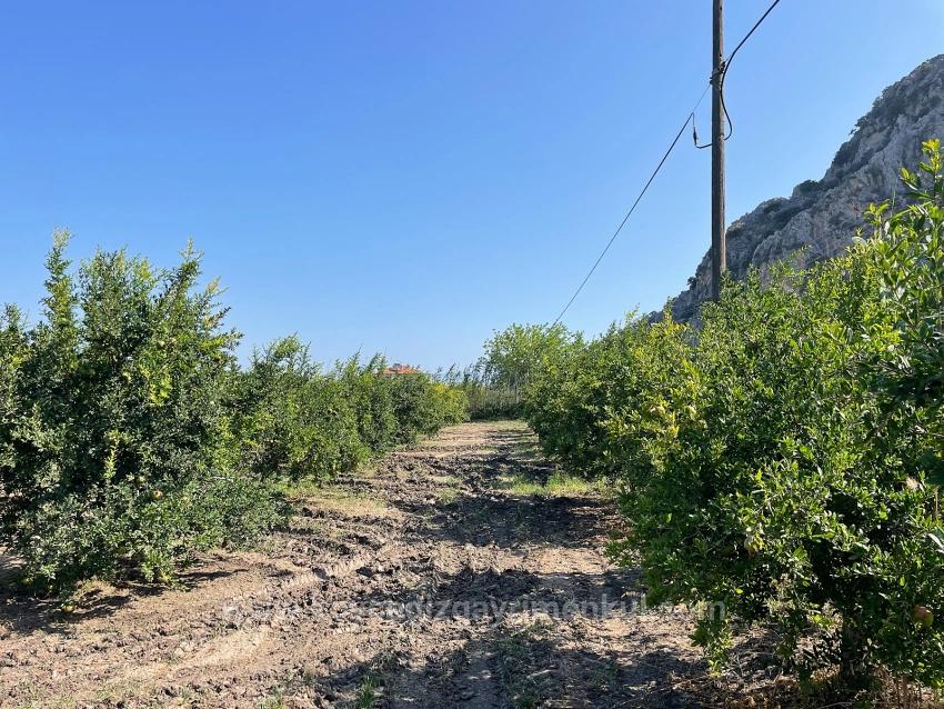 10.000 M² Großer Granatapfelgarten Zum Verkauf In Der Gegend Von Dalyan Arıkbaşı Gerendüzü.