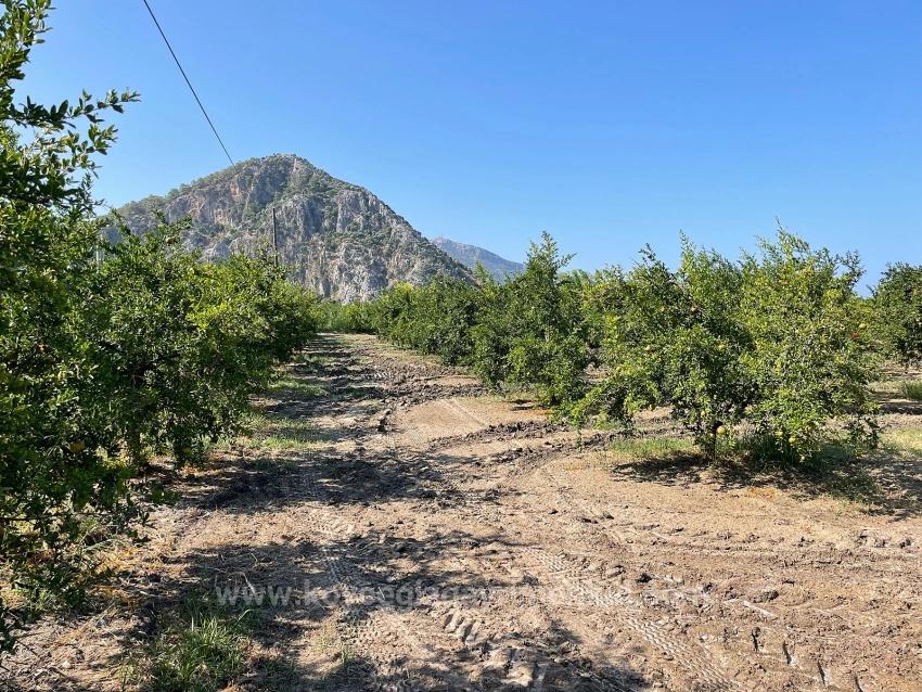 10.000 M² Großer Granatapfelgarten Zum Verkauf In Der Gegend Von Dalyan Arıkbaşı Gerendüzü.