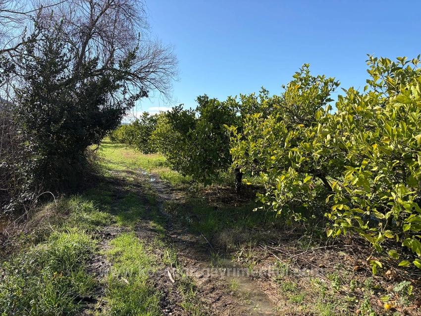 Zitronenhain In Dalyan Zu Verkaufen, 16.500 M²