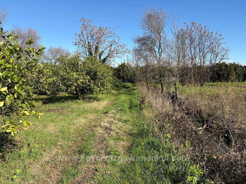 Zitronenhain In Dalyan Zu Verkaufen, 16.500 M²