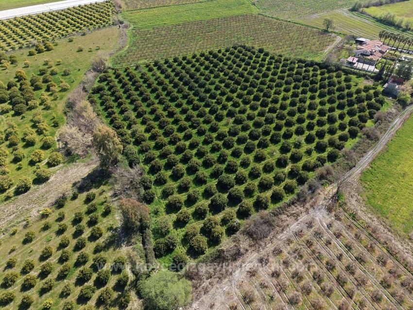 17.550 M2 Weinberg-Bahce Zum Verkauf In Der Nähe Des Dalyan Centers
