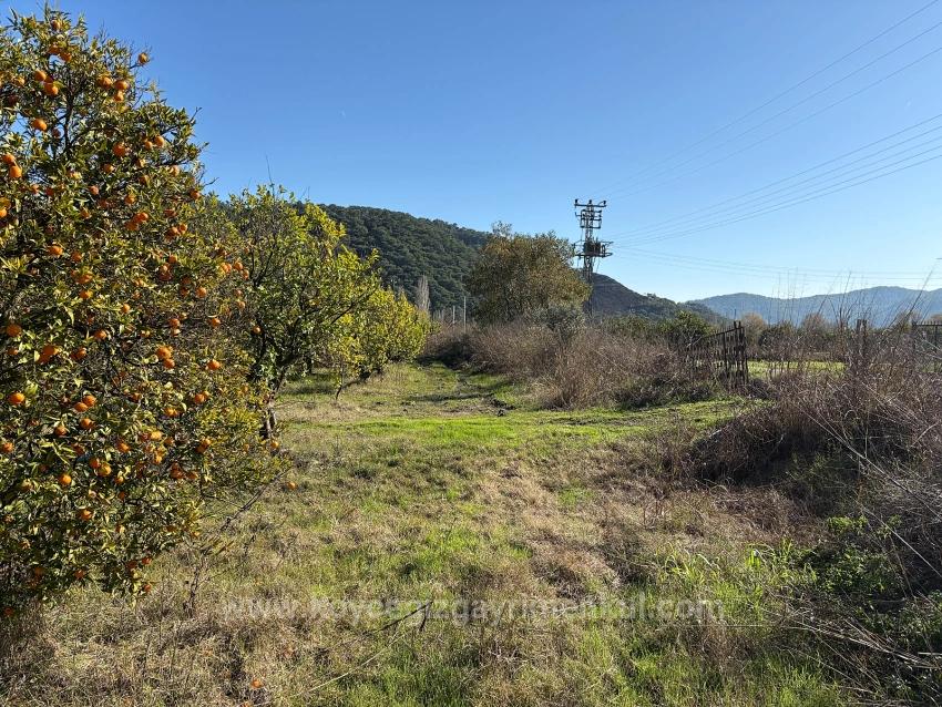 Feld Zu Verkaufen in Tepearası Bz. Ortaca - Weinberg & Garten-Zonierung - 23.000 m²