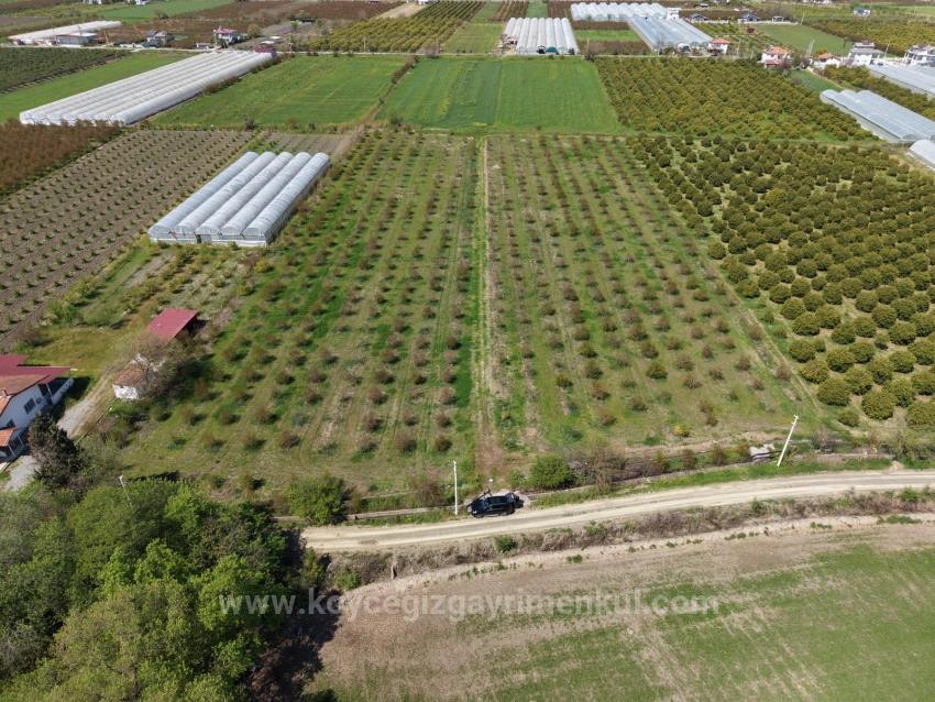 16.000 M² Großer Granatapfelgarten In Eskiköy Zu Verkaufen