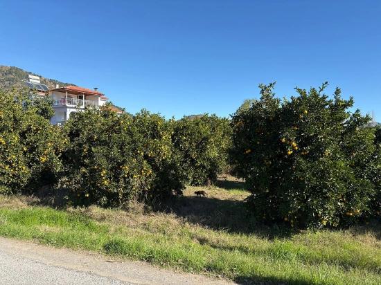 Grundstück Zum Verkauf In Ekşiliyurt, Mit Baugenehmigung, Innerhalb Einer Bebauten Fläche Von 1085 M².