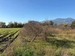 4.541 M² Großer Garten Zum Verkauf In Dalyan.