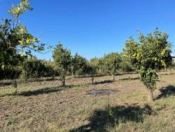Feld Zu Verkaufen in Dalyan Bz. Ortaca - Feld-Zonierung - 6.600 m²