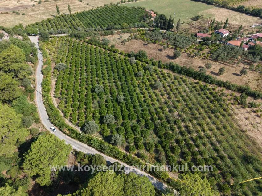 Feld Zu Verkaufen in Çandır Bz. Köyceğiz - Feld-Zonierung - 20.000 m²