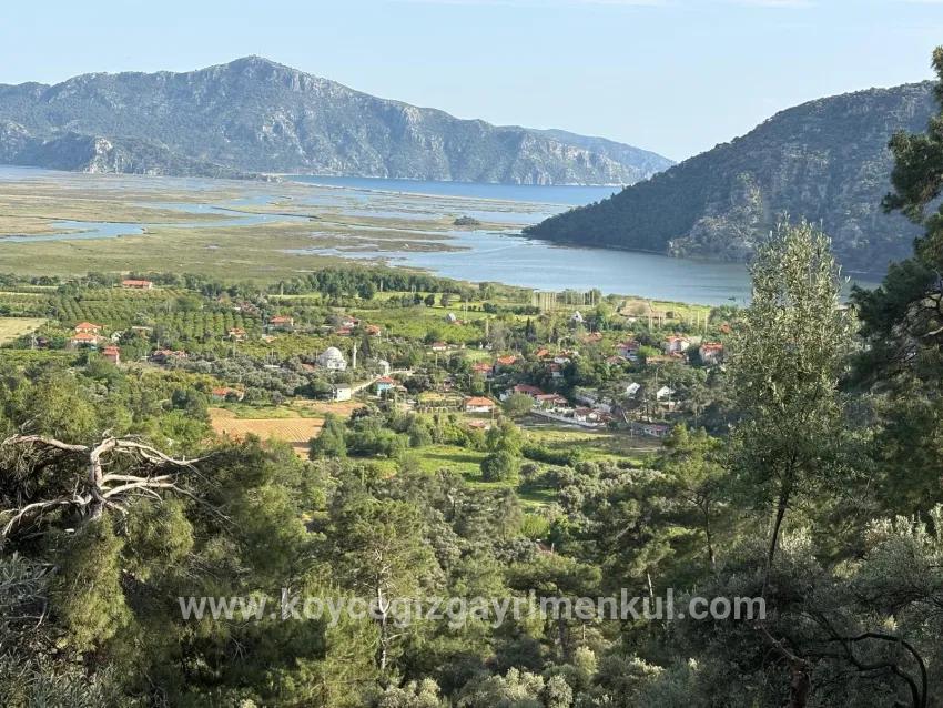 Feld Zu Verkaufen in Çandır Bz. Köyceğiz - Feld-Zonierung - 1.252 m²