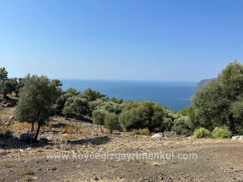 Feld Zu Verkaufen in Çandır Bz. Köyceğiz - Feld-Zonierung - 21.000 m²