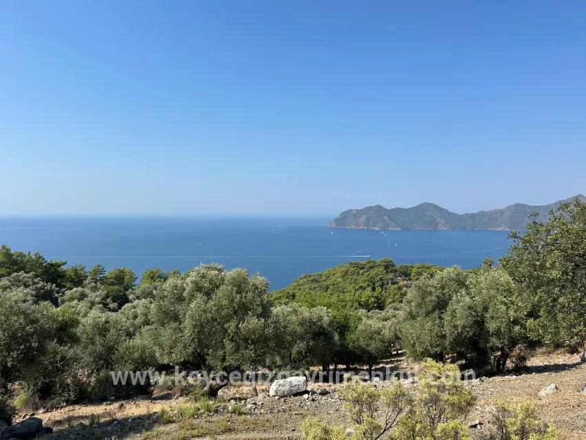 Feld Zu Verkaufen in Çandır Bz. Köyceğiz - Feld-Zonierung - 21.000 m²