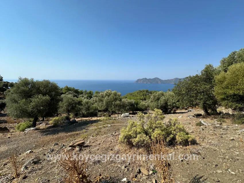 Feld Zu Verkaufen in Çandır Bz. Köyceğiz - Feld-Zonierung - 21.000 m²