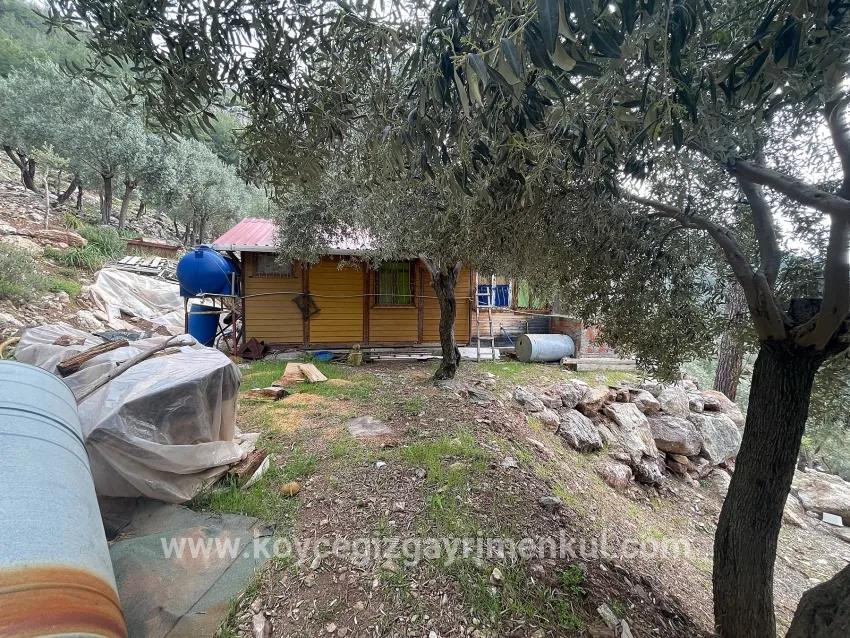 Feld Zu Verkaufen in Ekincik Bz. Köyceğiz - Olive-Zonierung - 7.000 m²