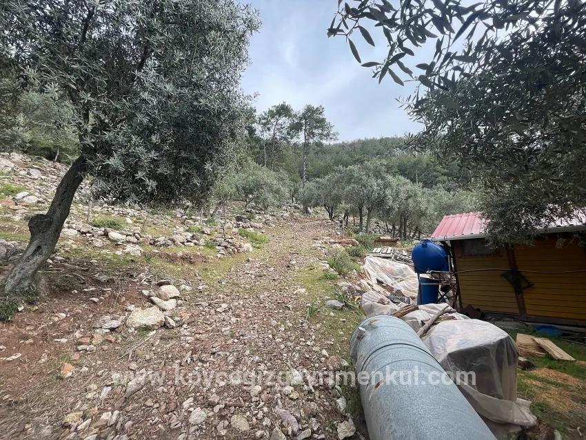 Feld Zu Verkaufen in Ekincik Bz. Köyceğiz - Olive-Zonierung - 7.000 m²