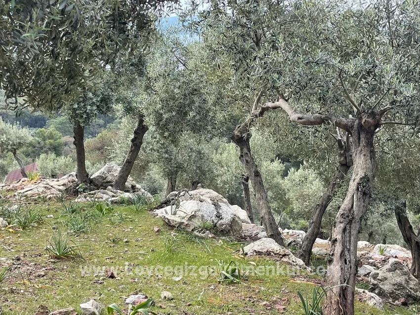 Feld Zu Verkaufen in Ekincik Bz. Köyceğiz - Olive-Zonierung - 7.000 m²