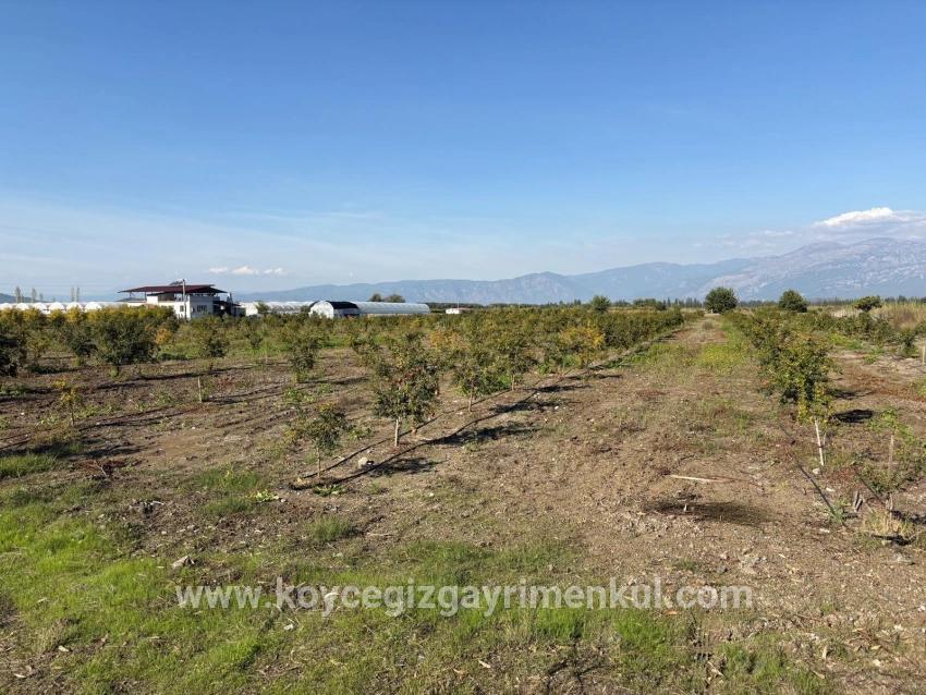 Feld Zu Verkaufen in Eskiköy Bz. Ortaca - Feld-Zonierung - 21.500 m²