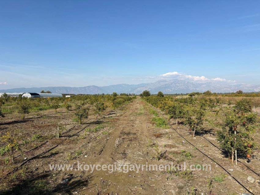 Feld Zu Verkaufen in Eskiköy Bz. Ortaca - Feld-Zonierung - 21.500 m²