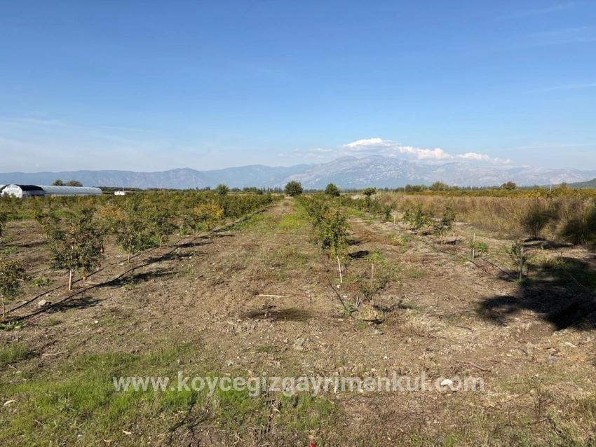 Feld Zu Verkaufen in Eskiköy Bz. Ortaca - Feld-Zonierung - 21.500 m²