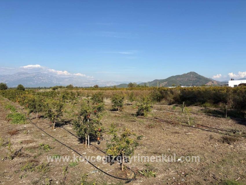 Feld Zu Verkaufen in Eskiköy Bz. Ortaca - Feld-Zonierung - 21.500 m²