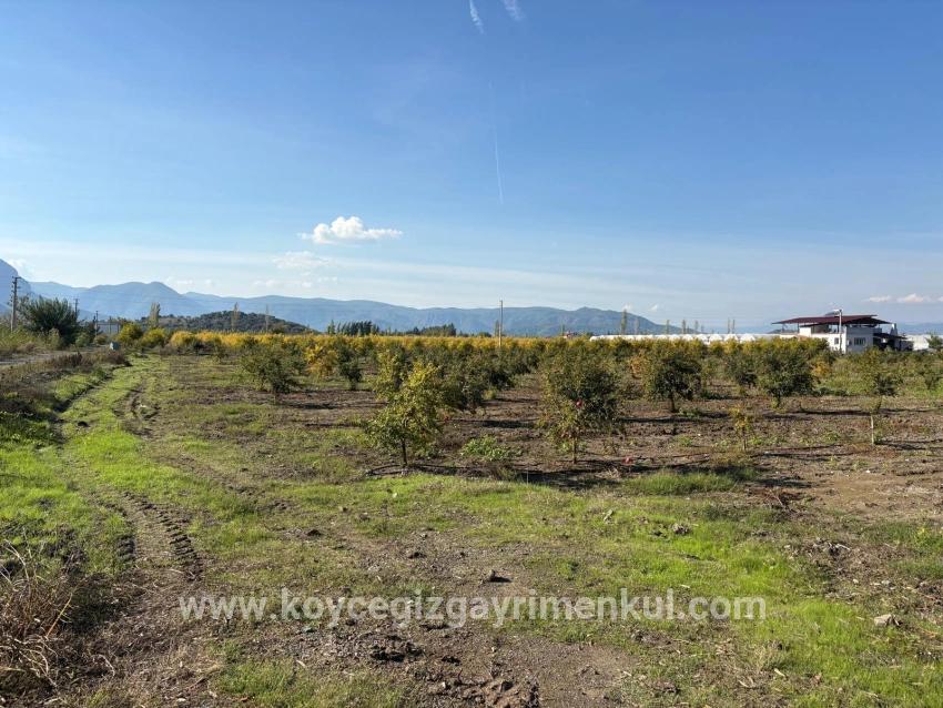 Feld Zu Verkaufen in Eskiköy Bz. Ortaca - Feld-Zonierung - 21.500 m²