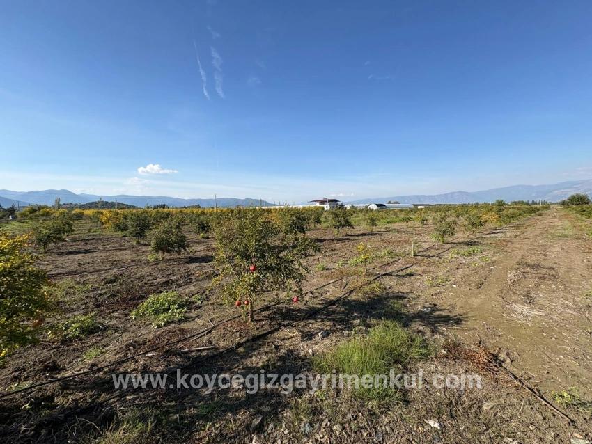 Feld Zu Verkaufen in Eskiköy Bz. Ortaca - Feld-Zonierung - 21.500 m²