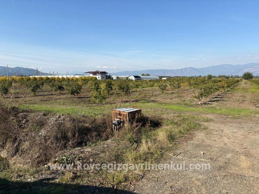 Feld Zu Verkaufen in Eskiköy Bz. Ortaca - Feld-Zonierung - 21.500 m²