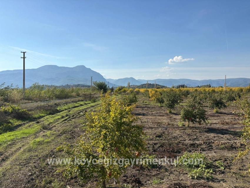 Feld Zu Verkaufen in Eskiköy Bz. Ortaca - Feld-Zonierung - 21.500 m²