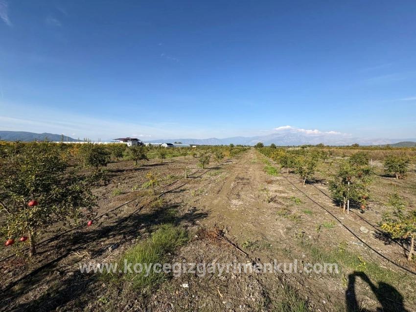 Feld Zu Verkaufen in Eskiköy Bz. Ortaca - Feld-Zonierung - 21.500 m²