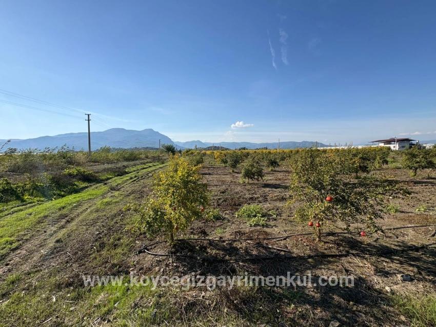 Feld Zu Verkaufen in Eskiköy Bz. Ortaca - Feld-Zonierung - 21.500 m²
