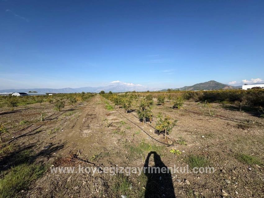 Feld Zu Verkaufen in Eskiköy Bz. Ortaca - Feld-Zonierung - 21.500 m²