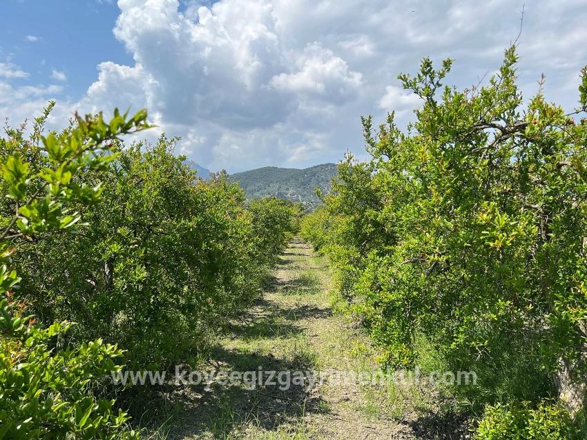 Land Zu Verkaufen in Dalyan Bz. Ortaca - Gehäuse-Zonierung - 5.100 m²