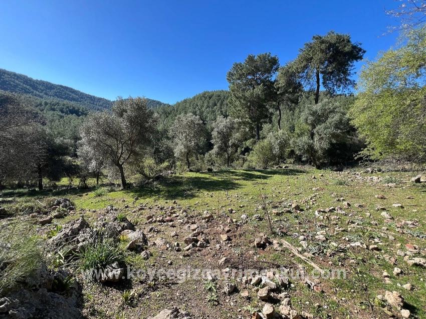 Feld Zu Verkaufen in Gökbel Bz. Ortaca - Feld-Zonierung - 24.163 m²