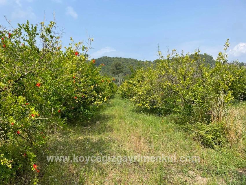 Feld Zu Verkaufen in Gökbel Bz. Ortaca - Gehäuse-Zonierung - 7.800 m²