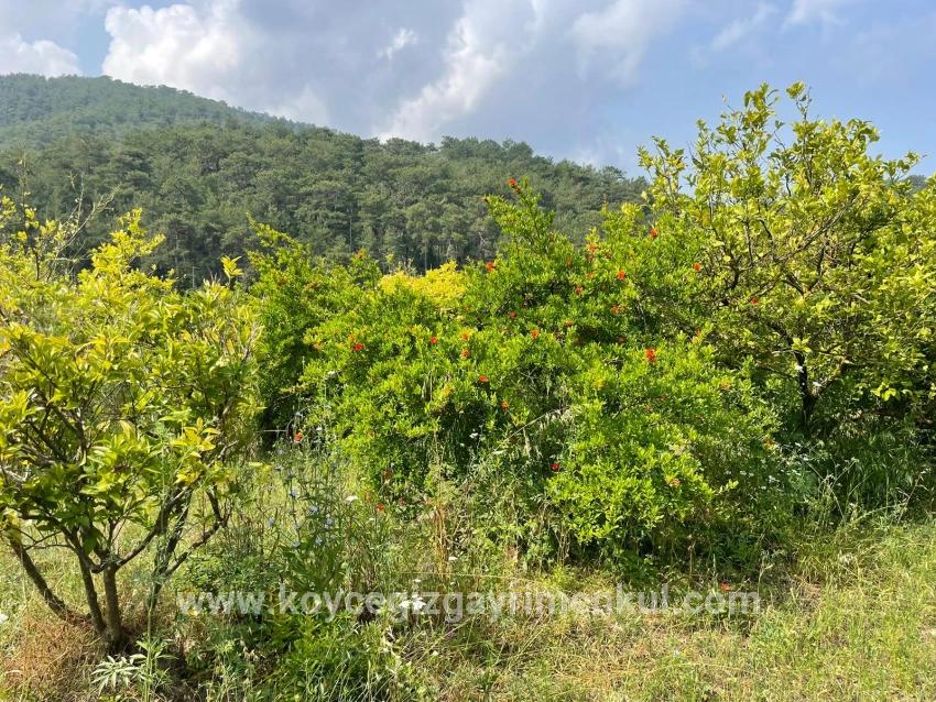 Feld Zu Verkaufen in Gökbel Bz. Ortaca - Gehäuse-Zonierung - 7.800 m²