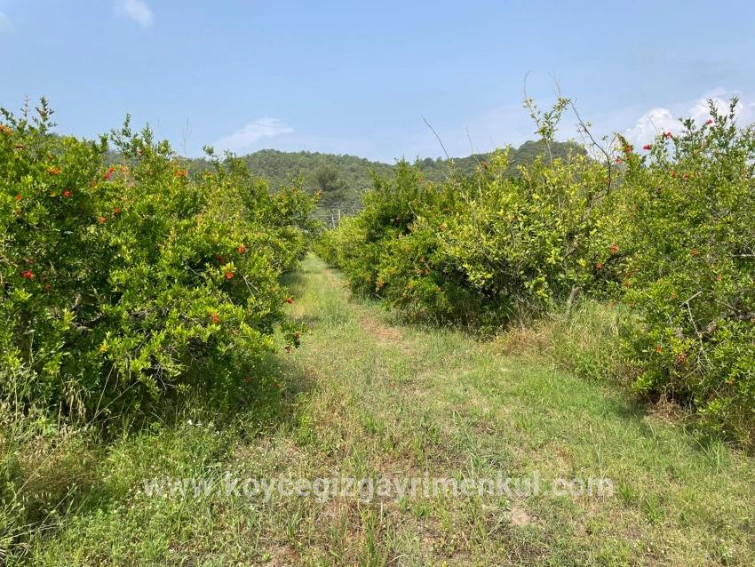 Feld Zu Verkaufen in Gökbel Bz. Ortaca - Gehäuse-Zonierung - 7.800 m²