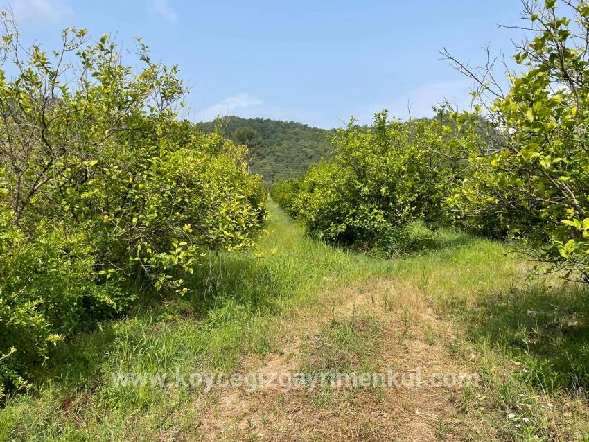 Feld Zu Verkaufen in Gökbel Bz. Ortaca - Gehäuse-Zonierung - 7.800 m²