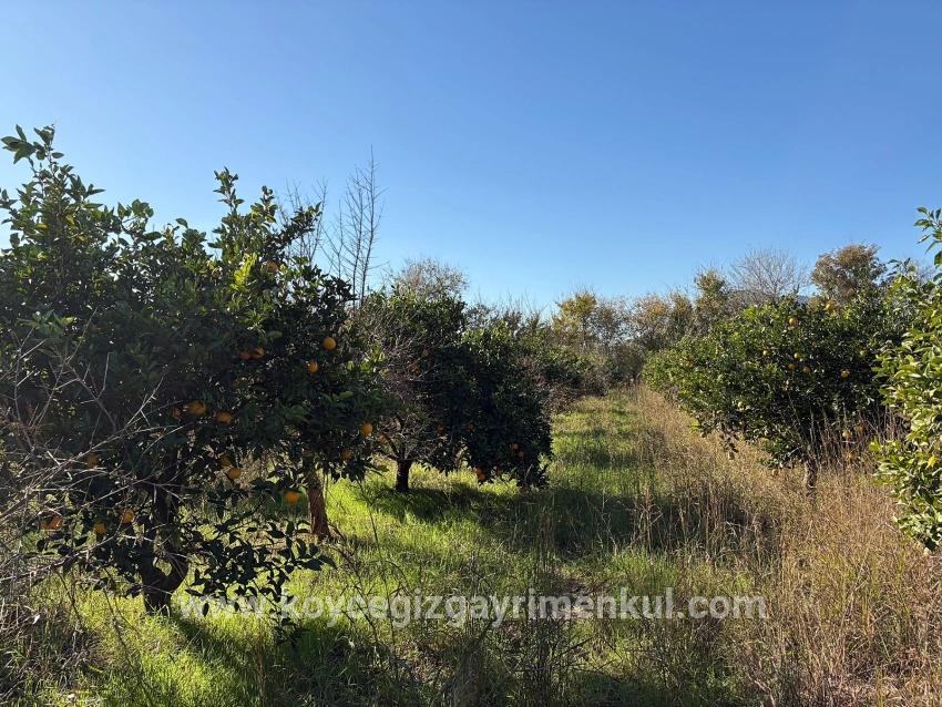 Feld Zu Verkaufen in Dalyan Bz. Ortaca - Feld-Zonierung - 4.541 m²