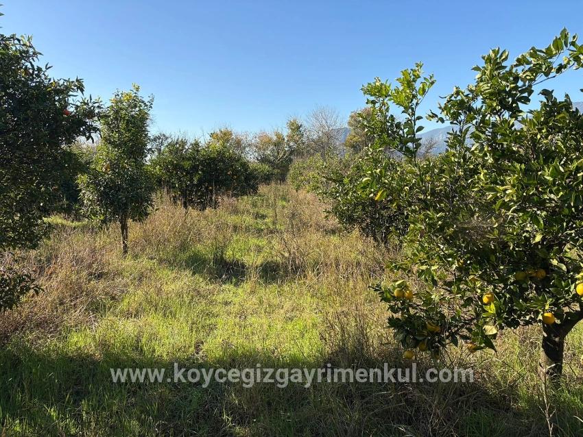 Feld Zu Verkaufen in Dalyan Bz. Ortaca - Feld-Zonierung - 4.541 m²