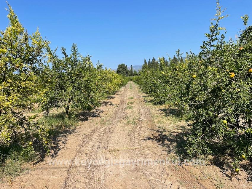 Feld Zu Verkaufen in Dalyan Bz. Ortaca - Gehäuse-Zonierung - 10.000 m²