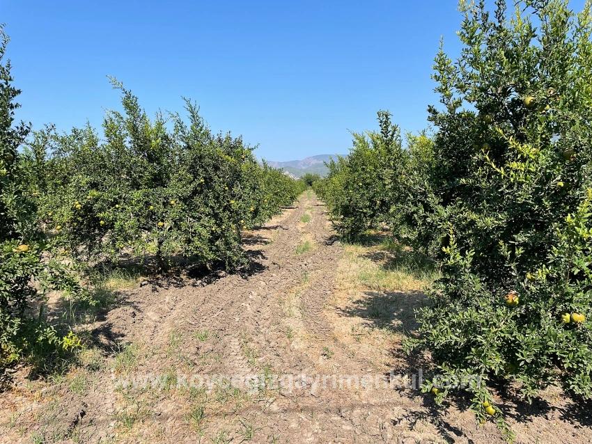 Feld Zu Verkaufen in Dalyan Bz. Ortaca - Gehäuse-Zonierung - 10.000 m²
