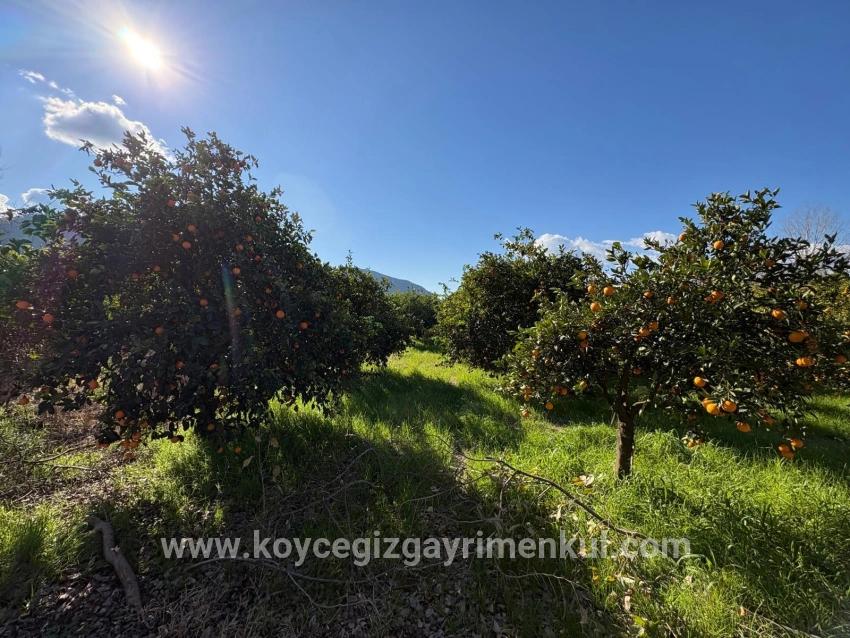 Land Zu Verkaufen in Okçular Bz. Ortaca - Gehäuse-Zonierung - 4.326 m²
