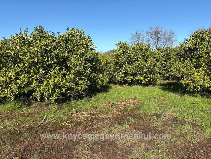 Feld Zu Verkaufen in Dalyan Bz. Ortaca - Feld-Zonierung - 16.500 m²
