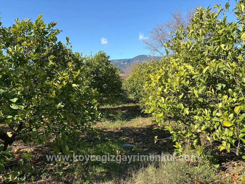 Feld Zu Verkaufen in Dalyan Bz. Ortaca - Feld-Zonierung - 16.500 m²