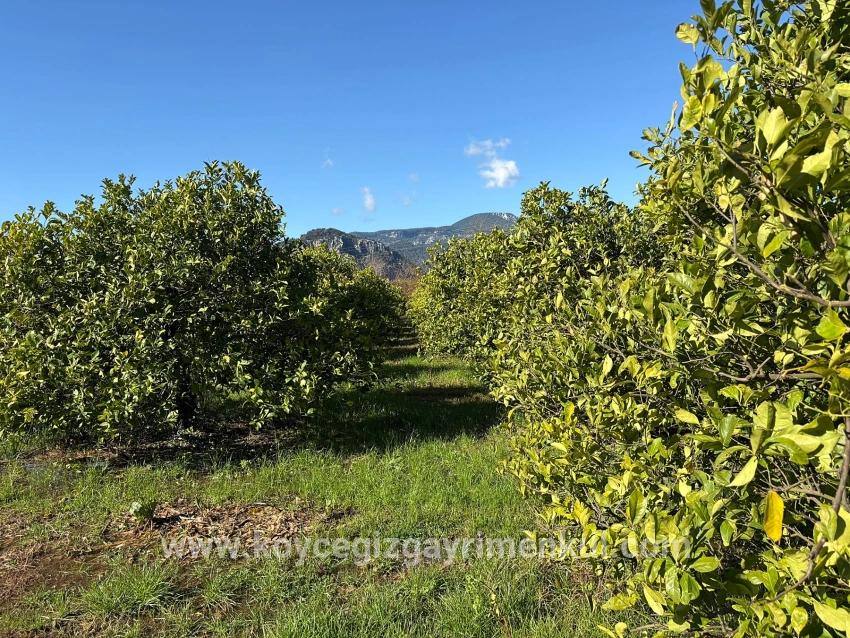 Feld Zu Verkaufen in Dalyan Bz. Ortaca - Feld-Zonierung - 16.500 m²