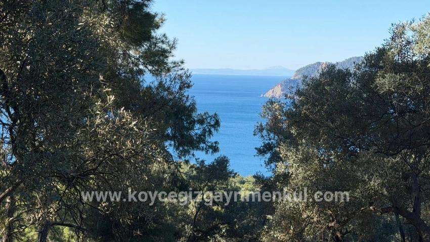 Feld Zu Verkaufen in Çandır Bz. Köyceğiz - Gehäuse-Zonierung - 5.715 m²